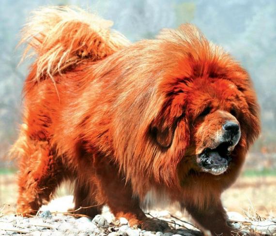 Oroszlán felmenővel is rendelkezik a világ legdrágább kutyája