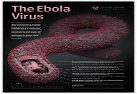Az ebolától a madárinfluenzáig